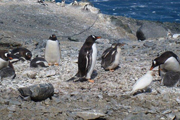 Pinguine Pinguine